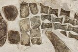 Fossil Plesiosaur Paddle & Pelvic Bone Association - Asfla #199981-3